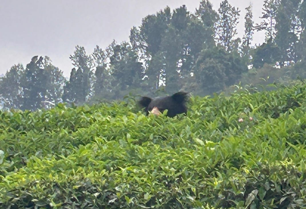 குன்னூர் கோத்தகிரி தேயிலை தோட்டத்திற்குள் பகல் நேரங்களில்  உலா வரும் கரடியால் தொழிலாளர் மற்றும் பொது மக்கள் அச்சம்