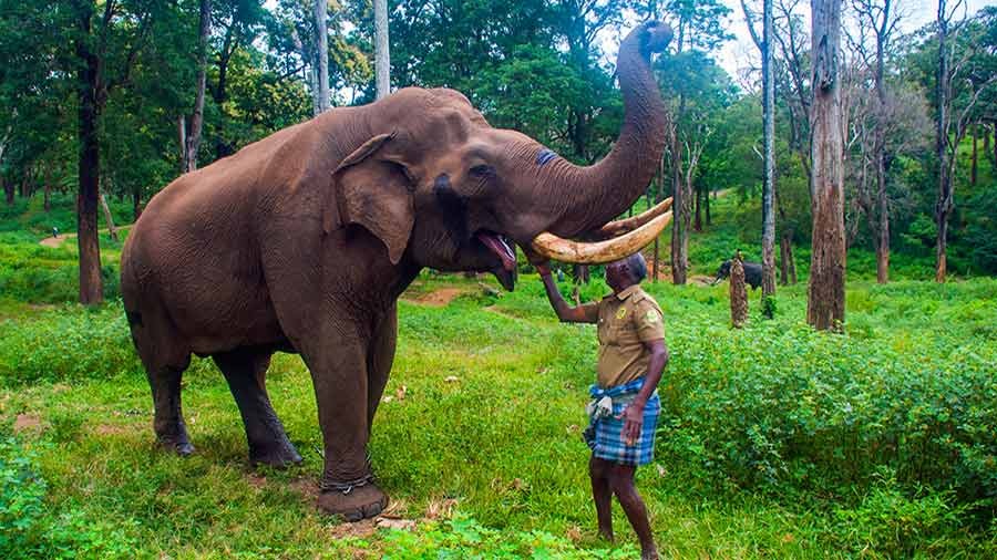 வனவிலங்குகள் தாக்கி உயிர் இழந்தால், ரூ.10 லட்சம் இழப்பீடு