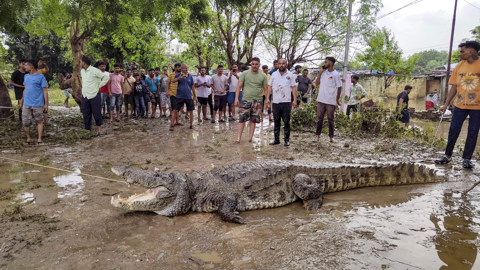 குஜராத்தில் தொடர் மழையால் ஊருக்குள் புகுந்த முதலைகள்