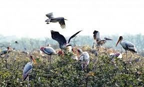 வேடந்தாங்கலில் அரிய வகை  பறவைகள் வருகை அதிகரிப்பு