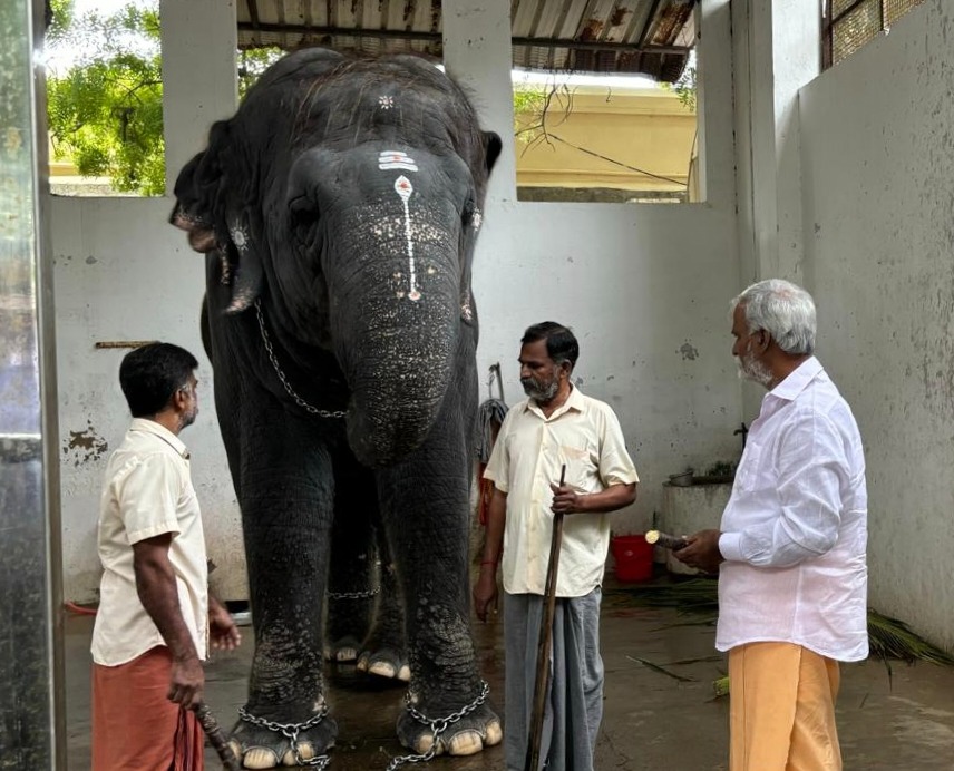 கோவில் யானைகளுக்கு  புத்துணர்வு  முகாம் தேவையா? அமைச்சர் பதில்