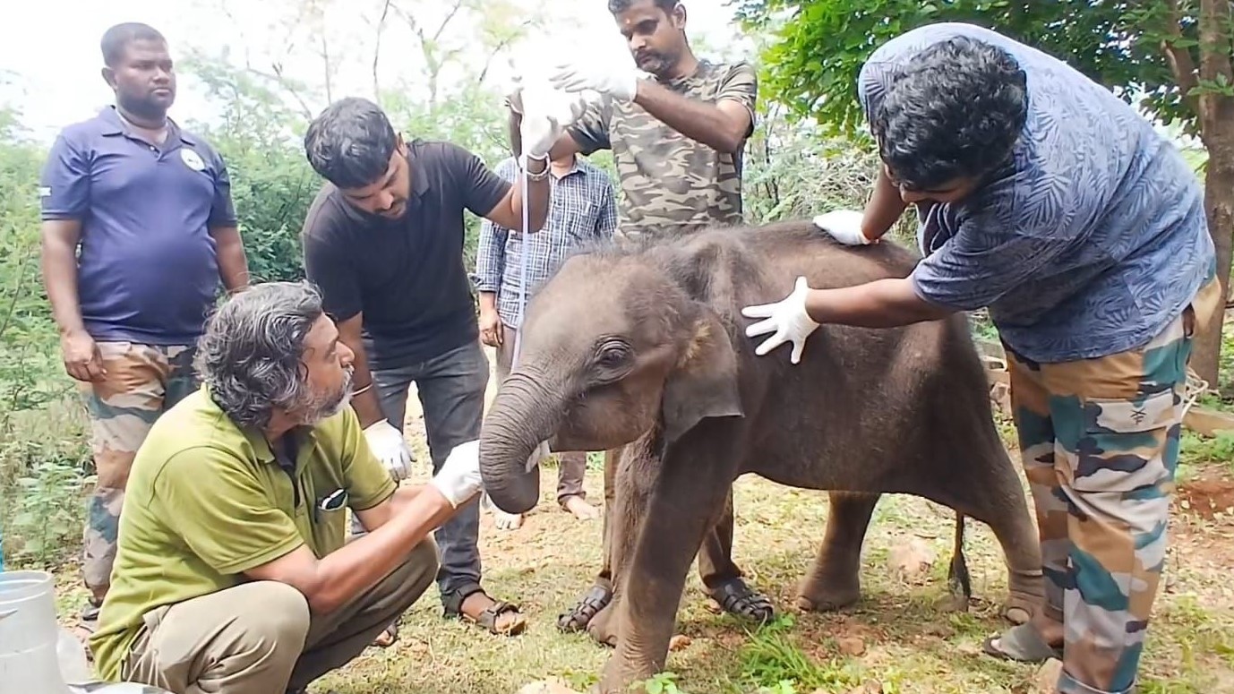 மீடகப்பட்ட குட்டி யானைக்கு  தினமும் 8 தடவை லேக்டோஜென்