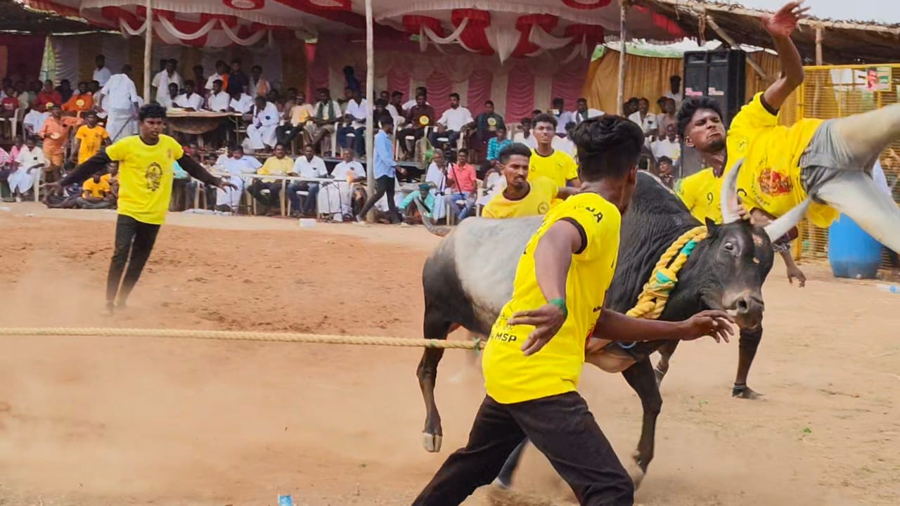 திருப்பத்தூரில் நடைபெற்ற வடமாடு மஞ்சுவிரட்டு