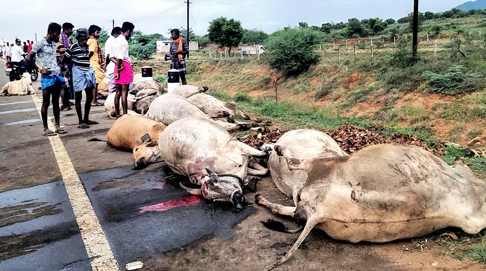 நாய் குரைத்ததால் மிரண்டு ஓட்டம்  அரசு பஸ் மோதி 16 மாடுகள் பலி