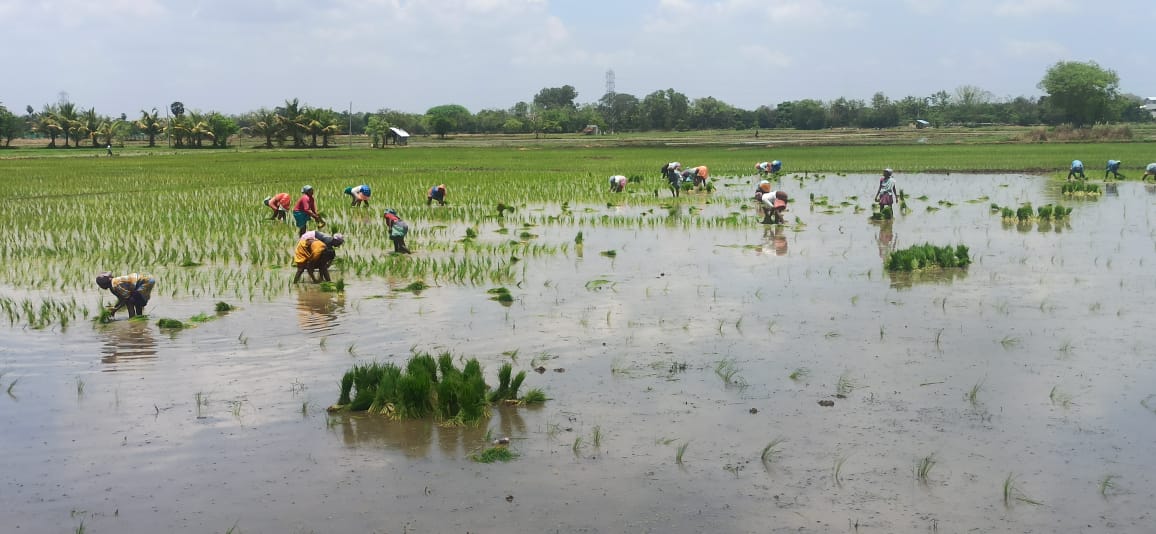 2000 ஏக்கர் இலக்குடன் முன்பட்ட குறுவை சாகுபடி 