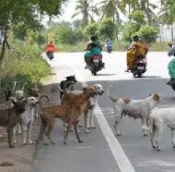 சேலத்தில் நாய்க் கடியால் ரேபிஸ் தொற்று: பாதிக்கப்பட்ட தறித் தொழிலாளி உயிரிழப்பு!