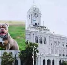 ஆக்ரோஷமான தன்மை கொண்ட நாய்களை வளர்க்கக்கூடாது’ - சென்னை மாநகராட்சி எச்சரிக்கை