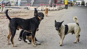 டெல்லியில் அனைத்து தெரு நாய்களையும் காப்பகங்களில் அடைக்கத் தேவையில்லை: கெடுபிடியை தளர்த்திய உச்ச நீதிமன்றம்