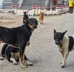 டெல்லியில் அனைத்து தெரு நாய்களையும் காப்பகங்களில் அடைக்கத் தேவையில்லை: கெடுபிடியை தளர்த்திய உச்ச நீதிமன்றம்