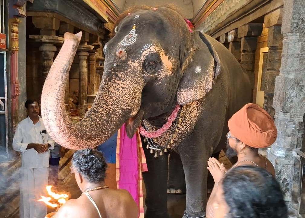 யானை பிரக்ருதி என்ற பிரணாம்பிகைக்கு விநாயகர் சன்னதி முன் சிறப்பு ஆராதனை