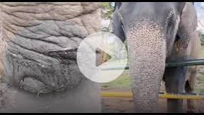முதுமலை முகாமில் யானையின் காலை கத்தியால் வெட்டிய பாகன் பணி நீக்கம்
