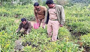 தனியார் தேயிலை தோட்டத்தில் பெண் சிறுத்தை உடல் மீட்பு