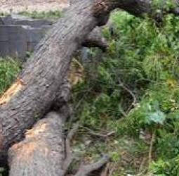 அனுமதியின்றி மரங்களை வெட்டிய நபர் கைது