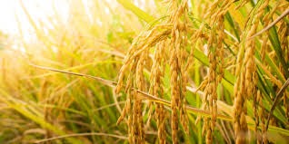 நெல் அதிக மகசூல் காட்டினால்  தமிழக அரசு ரூ.5லட்சம் பரிசு