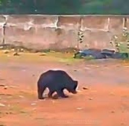 துறையூர் அருகே புளியஞ்சோலையில் கரடி உலா வருவதாக வைரலான வீடியோவால் பரபரப்பு