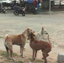 சென்னையில் தெருநாய்கள் தொல்லையை கட்டுப்படுத்த வேண்டும்: மாநகராட்சி கூட்டத்தில் கவுன்சிலர்கள் புகார்