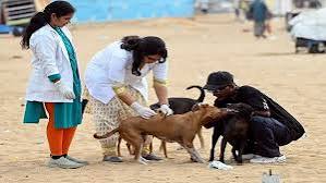 சென்னையில் நாய்களைக் கட்டுப்படுத்தி ‘ரேபிஸ்’ பாதிப்பைத் தவிர்க்க நடவடிக்கை : தி.மு.க. அரசுக்கு ஓபிஎஸ் வேண்டுகோள்