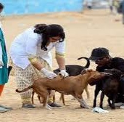 சென்னையில் நாய்களைக் கட்டுப்படுத்தி ‘ரேபிஸ்’ பாதிப்பைத் தவிர்க்க நடவடிக்கை : தி.மு.க. அரசுக்கு ஓபிஎஸ் வேண்டுகோள்