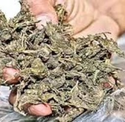திருவல்லிக்கேணி பகுதியில் கஞ்சா சாக்லேட்: 4 பேர் கைது