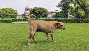 தெருநாய்களுக்கான கருத்தடை செலவு ரூ.2,400 கோடி: உச்ச நீதிமன்ற தீர்ப்பை அமல்படுத்துவதில் சிக்கல்