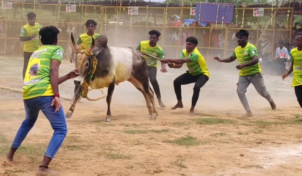 ஸ்ரீ பிடாரியம்மன் ஆடி பொங்கல் விழாவை முன்னிட்டு முதலாம் ஆண்டு மாபெரும் வடமாடு மஞ்சுவிரட்டு போட்டி