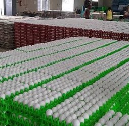 வரலாற்றில் மிக அதிகமாக நாமக்கல்லில் முட்டை விலை 625 பைசாவாக உயர்வு!