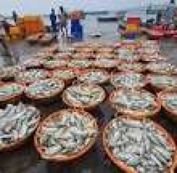 பாம்பனில் ஓரா மீன் வரத்து அதிகரிப்பு!