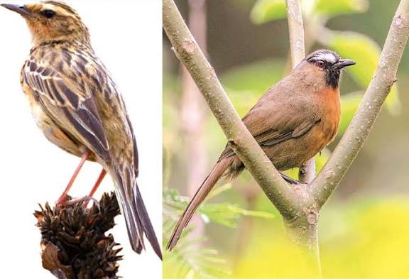 பறவைகள் பறக்கட்டும்  அது உறவு சிரக்கட்டும்