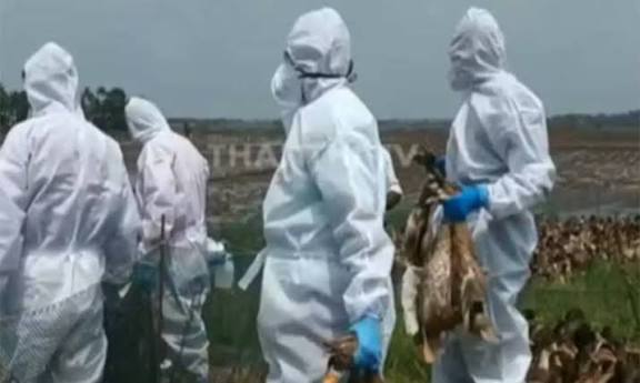 கேரளாவில் பறவைக் காய்ச்சல்; பொதுமக்கள் பீதியடைய வேண்டாம் - தமிழக சுகாதாரத்துறை அறிவுறுத்தல்