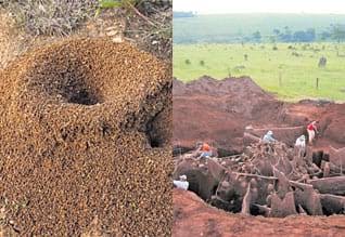 சிகரம் ஏறும் சிற்றெறும்பு