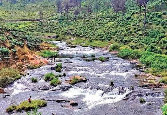 தென்கிழக்கு வாசமல்லி