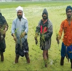 தஞ்சாவூர் மாவட்டத்தில் 2,000 ஏக்கர் சம்பா, தாளடி நெற்பயிரை சூழ்ந்த மழைநீர்