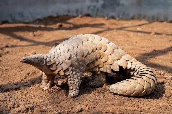 உலகளவில் அதிகரித்த வனவிலங்கு கடத்தல்