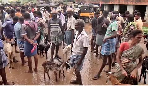 மேலப்பாளையம் சந்தையில் ரூ.2.52 கோடிக்கு ஆடுகள் விற்பனை!