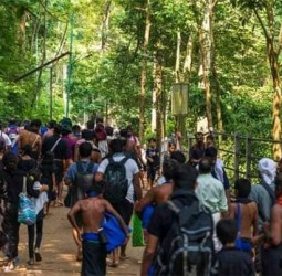 சபரிமலையில் 22 நாட்களில் 95 பாம்புகள் பிடிபட்டன