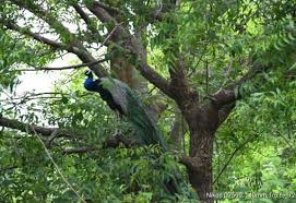 மானோடு மயில்.