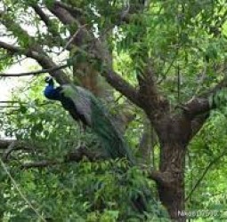 மானோடு மயில்.