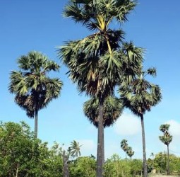 பனைமரங்கள்