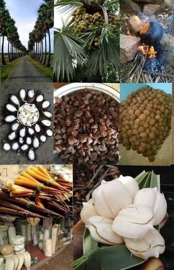 மரம் நம்மை வாழ வைக்கும்