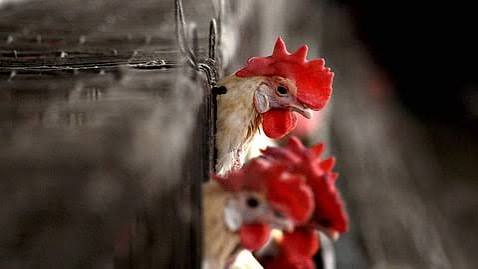 கேரளத்தில் மீண்டும் பறவைக் காய்ச்சல்: முன்னெச்சரிக்கை நடவடிக்கை தீவிரம்!