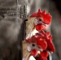 கேரளத்தில் மீண்டும் பறவைக் காய்ச்சல்: முன்னெச்சரிக்கை நடவடிக்கை தீவிரம்!