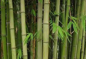 மூங்கில் மூங்கில்