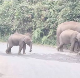 கேரளாவிலிருந்து இடம்பெயரும் யானைகள்: வனத்துறை எச்சரிக்கை