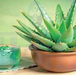 ஆரோக்கியம் காக்கும் கற்றாழை!