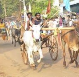 தனியாமங்கலத்தில் 60 ஜோடிகள் பங்கேற்ற மாட்டு வண்டி எல்கை பந்தயம்