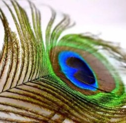 மயிலிறகு (அ) மயிற்பீலி