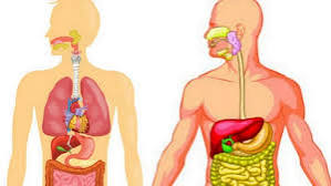 உடலில் உள்ள நச்சுகள் நீங்குமாமே!