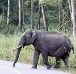 ஒற்றை யானை நடமாட்டம்: வனத்துறை எச்சரிக்கை