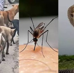 மனித உயிர்களை அதிகம் கொல்லும் உயிரினங்களில் முதலிடத்தில் இதுவா..? வெளியான அதிர்ச்சி தகவல்