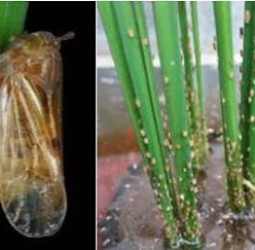 நெற்பயிரை தாக்கும் புகையான் பூச்சி வேளாண் அதிகாரிகள் விளக்கம்